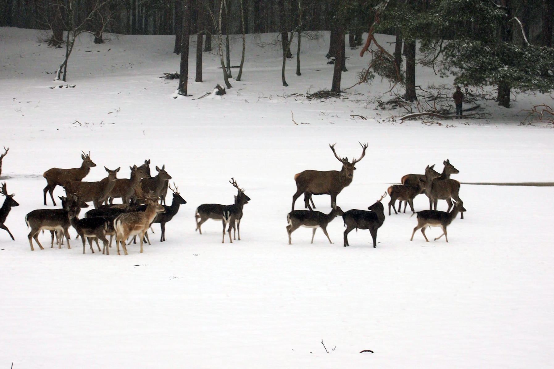 Damwild im Wildpark