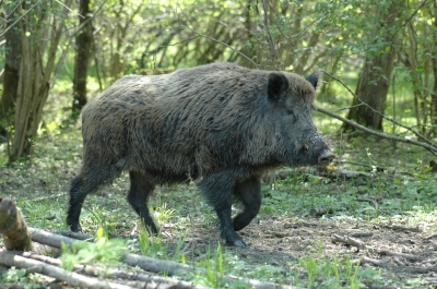 Die ASP kann von Wildschweinen auf Hausschweinbestände übertragen werden.