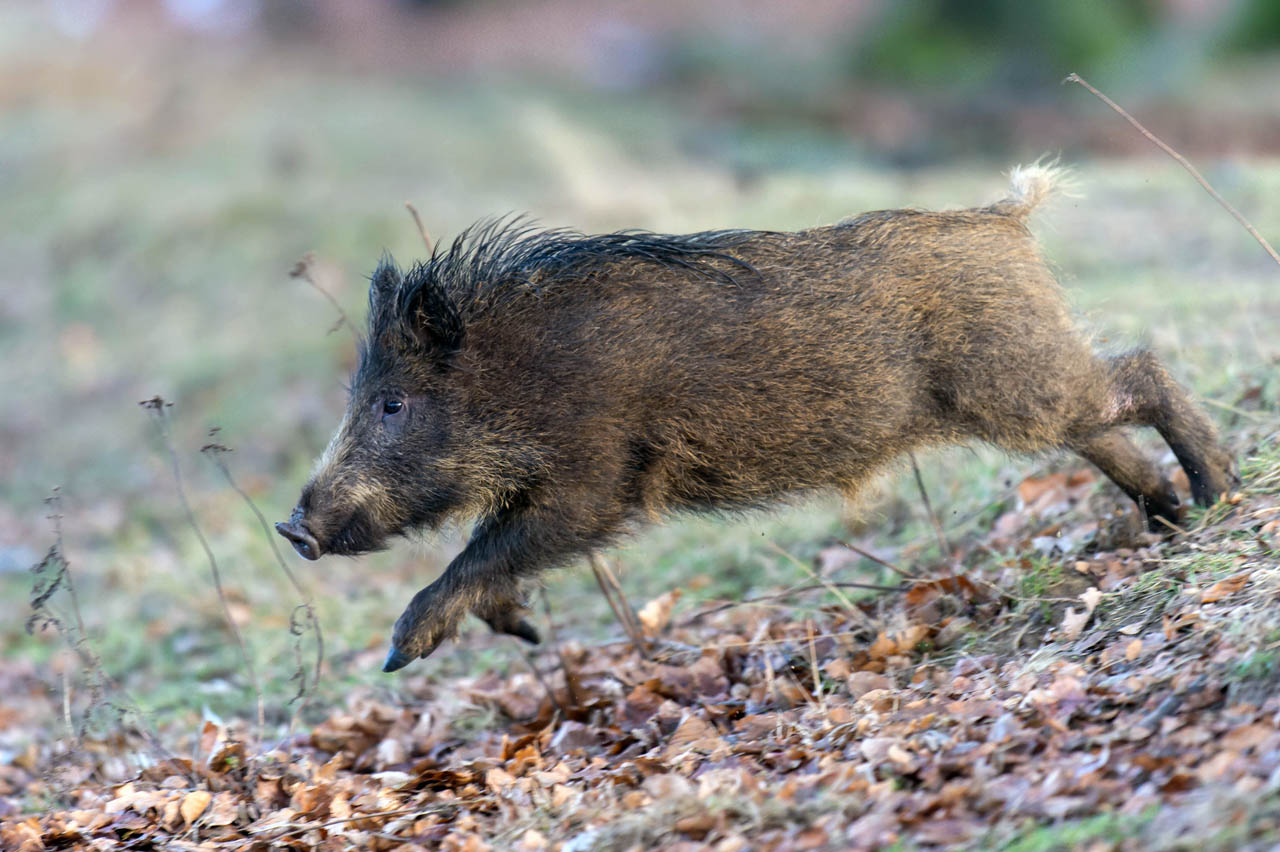 Schwarzwildjagd als Tierseuchenbekämpfung bleibt von Ausgangssperre verschont. (Foto: Rolfes/DJV)