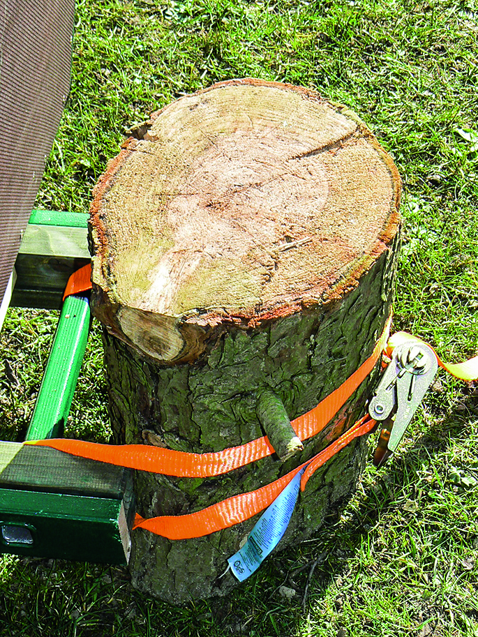 Befestigung am Baum mit Spanngurt, hier veranschaulicht an einem Modell.