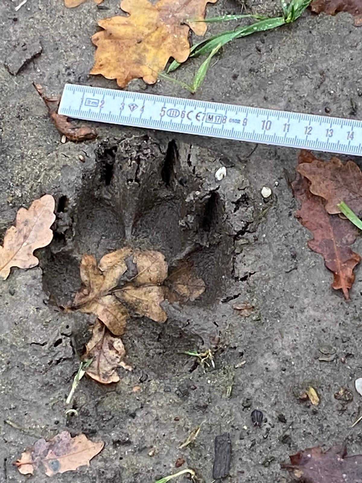 Abdruck Wolf Wesel Schermbeck Wölfin Gloria