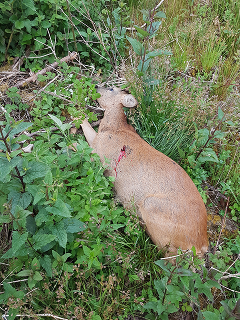 Was kann das Wild für Stürme und Trockenheit, fragt manch traditioneller Jäger (Foto: F. Höltmann).