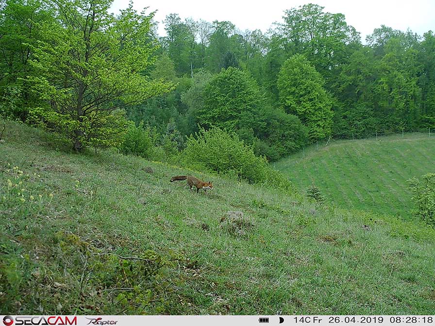 Der Fuchs nahm den anvisierten Wechsel zuverlässig an und schnürte auch am hellichten Tag durch diese ruhige Revierecke.