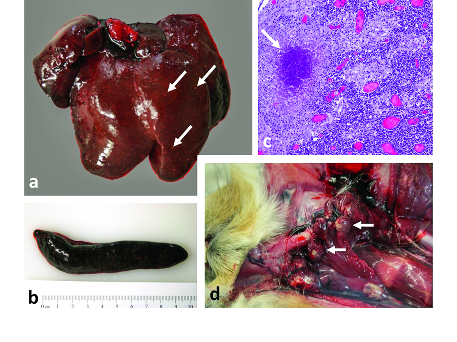 Auf Tularämie hinweisende Organveränderungen bei Feldhasen: a: geschwollene, ggf. mit feinen, grauweißen Herden durchsetzte Leber b: in der Regel hochgradige Milzschwellung c/d: geschwollene Kehlgangs-Lymphknoten mit grauweißen Herdveränderungen histologisches Bild von Gewebsuntergängen (Nekrosen) in den Lymphknoten (weißer Pfeil) Foto: Dr. Martin Peters, CVUA Westfalen