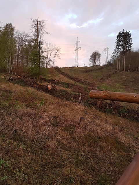 So sieht es in vielen deutschen Wälder aus - Sturmflächen werden mühsam aufgeforstet (Foto: F. Höltmann).