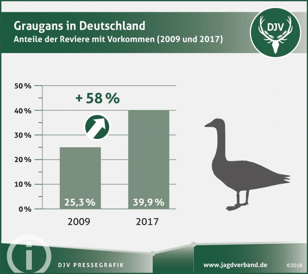 Graugans Besätze Deutschland