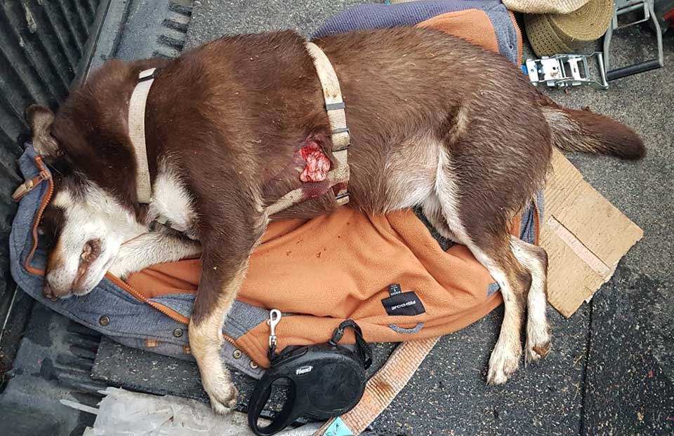 Hund Wisent Bad Berleburg