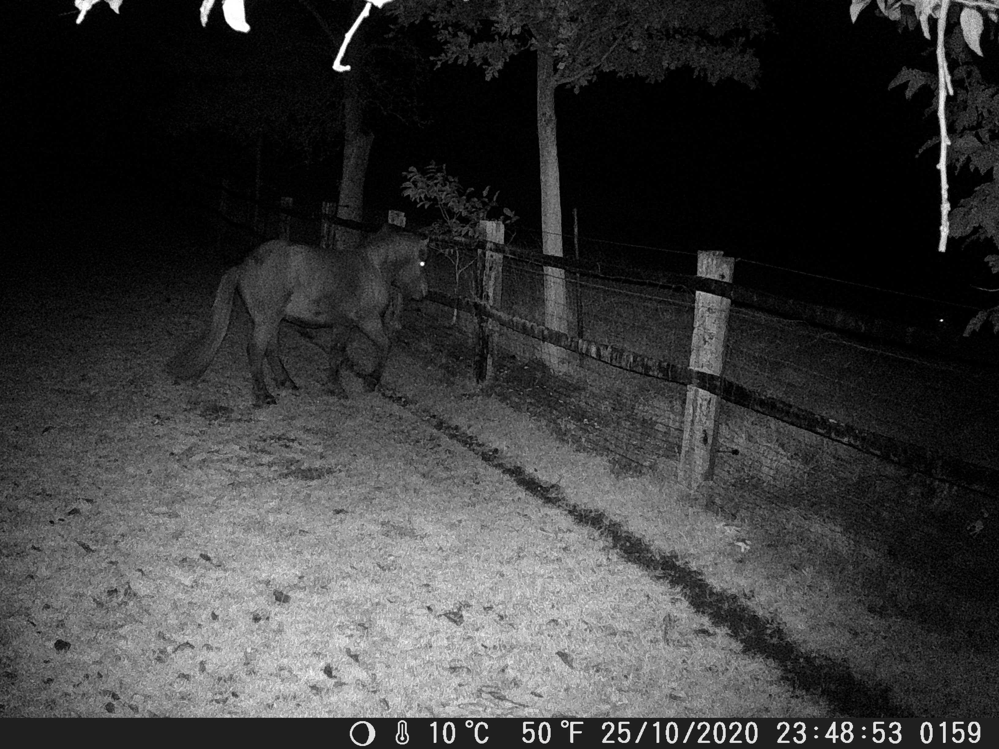 Island-Pony fixiert den Wolfsrüden außerhalb der Weide.