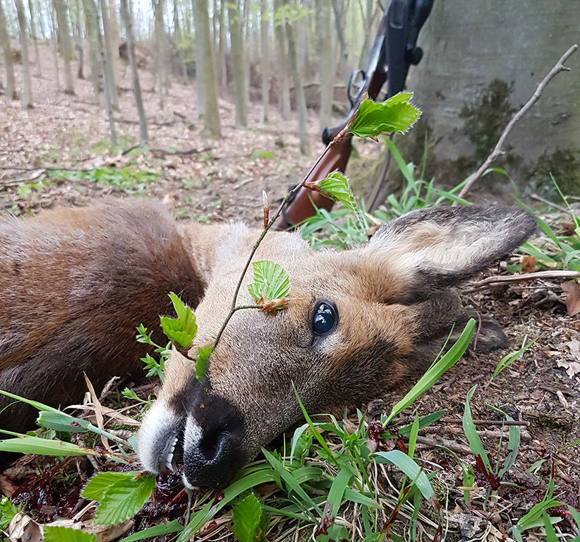 Jährling im Bast