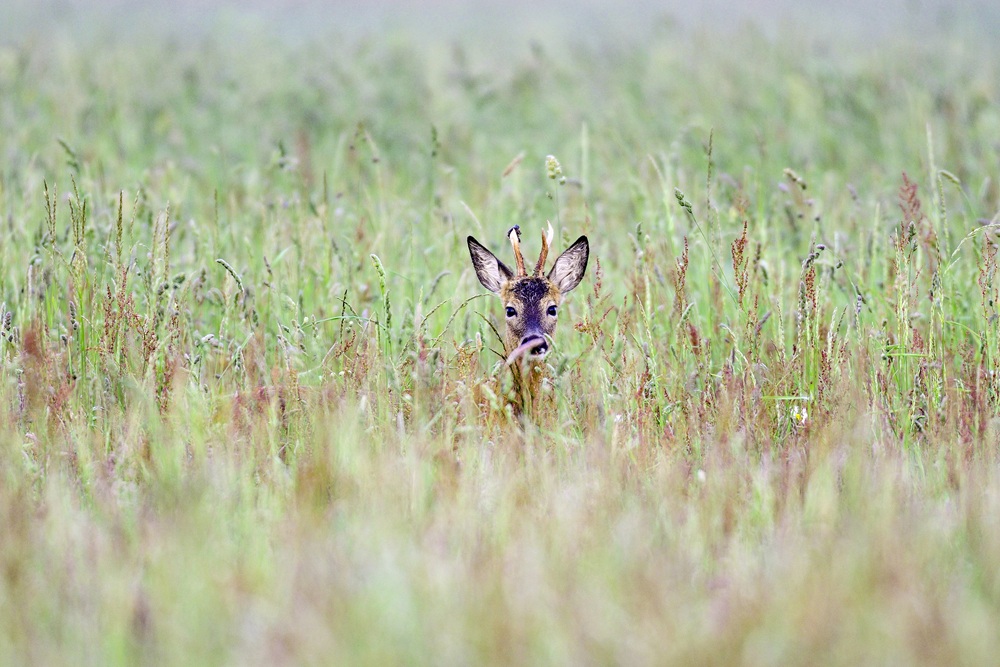 Foto: Klaus/stock.adobe.com