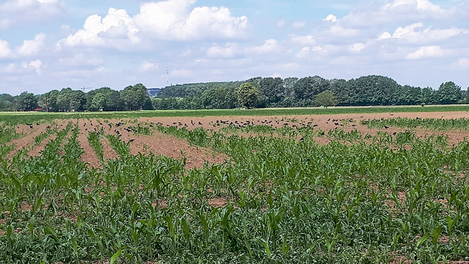 "Gerupfter" Maisschlag - so sieht es aus, wenn Krähen über die Jungpflanzen herfallen. (Foto: K. Theobald)