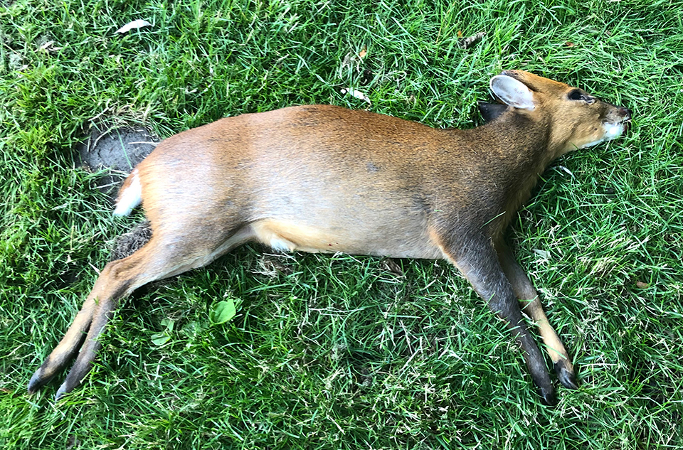 In Schleswig-Holstein versuchen Jäger, in die freie Wildbahn entwichene Muntjaks zu erlegen (Foto: Bodo Scheffels).