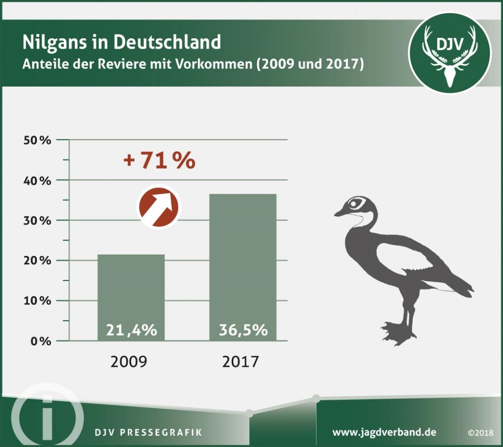 Nilgans Besätze Deutschland