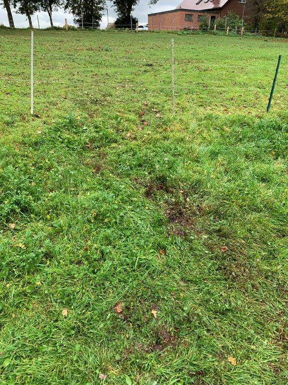 Das Pony wurde in Sichtweise des Hofes seiner Besitzer gerissen. (Foto: Bertham)