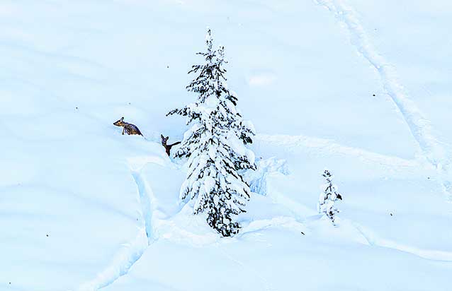 Rehe im Tiefschnee