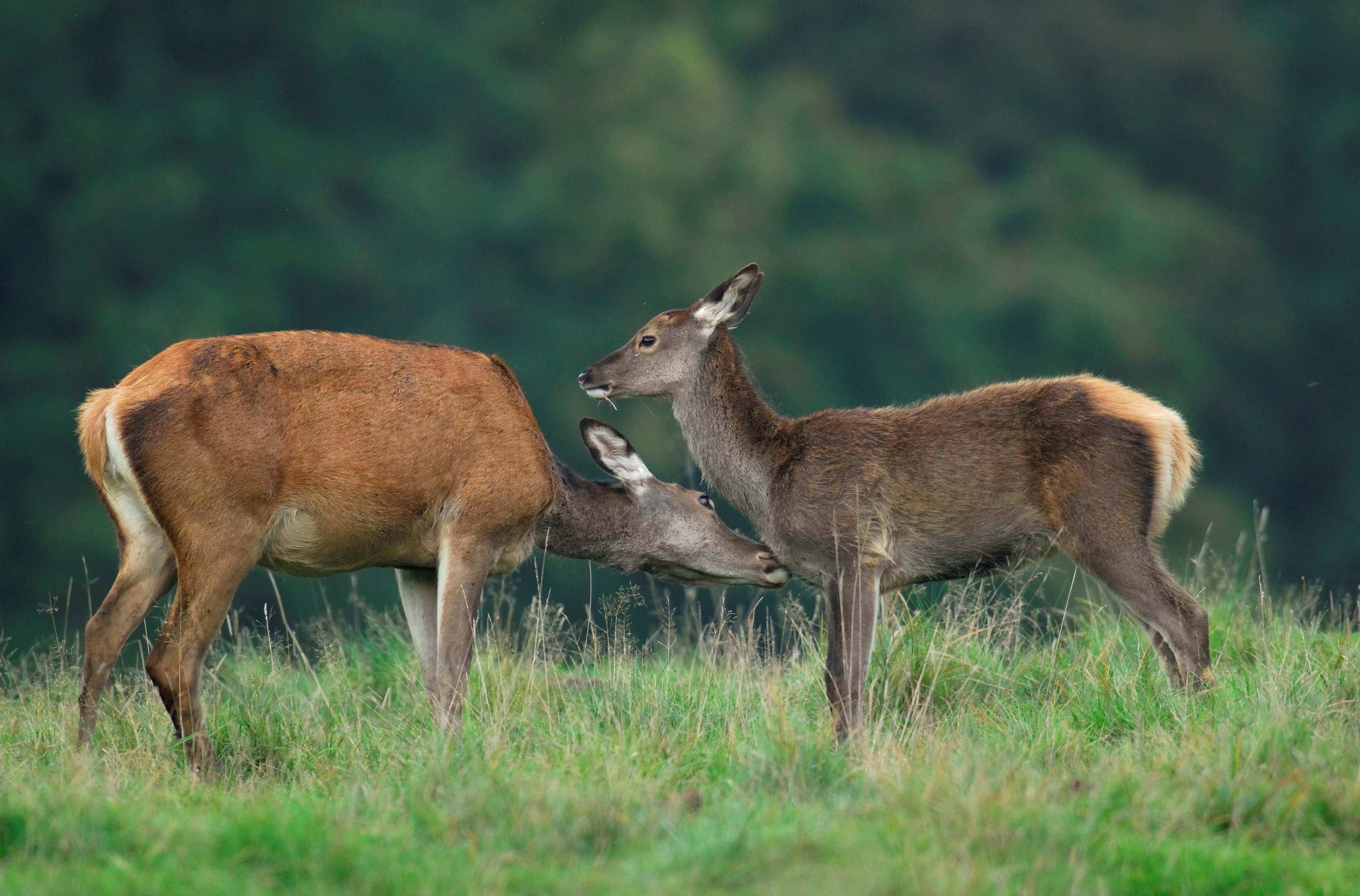 Die Bindung zwischen Alttier und Kalb ist eng