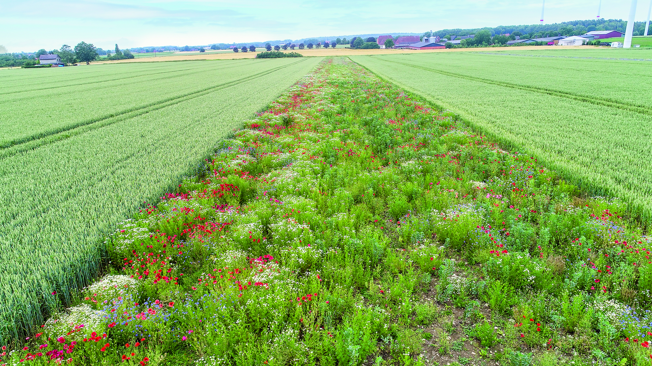 Über Frühjahr und Sommer ziehen Strukturbrücken Insekten und Wild in die Flächen – um den Prädationsdruck zu mindern, sollten die Streifen mind. 12 m breit sein.