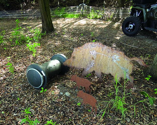 Revierinhaber sollten ihre Sauenbestände im Blick haben. (Foto: F. Höltmann)