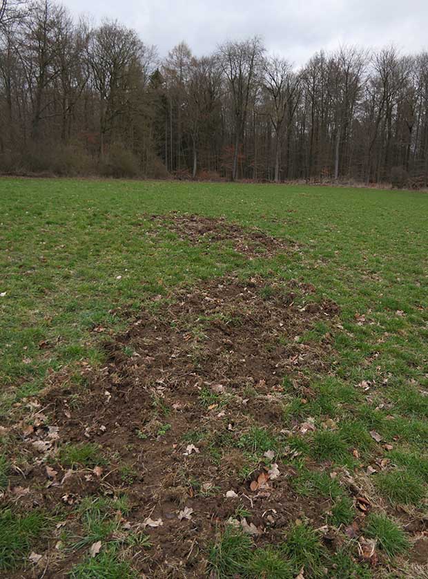 Wildschaden durch Sauen im Grünland