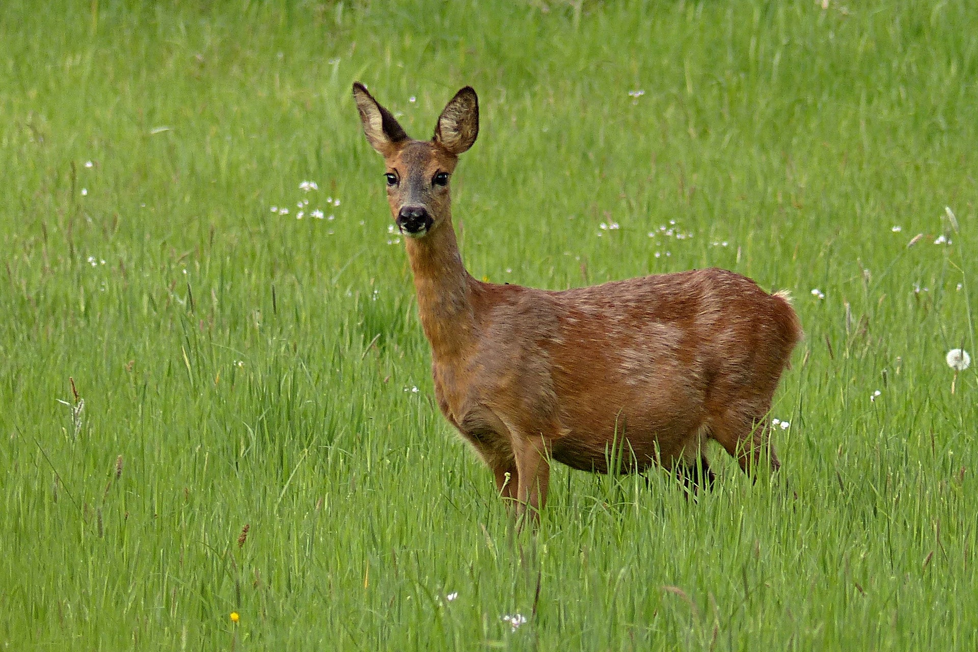 Beschlagene Ricke im Frühjar (Foto: pixabay.com).