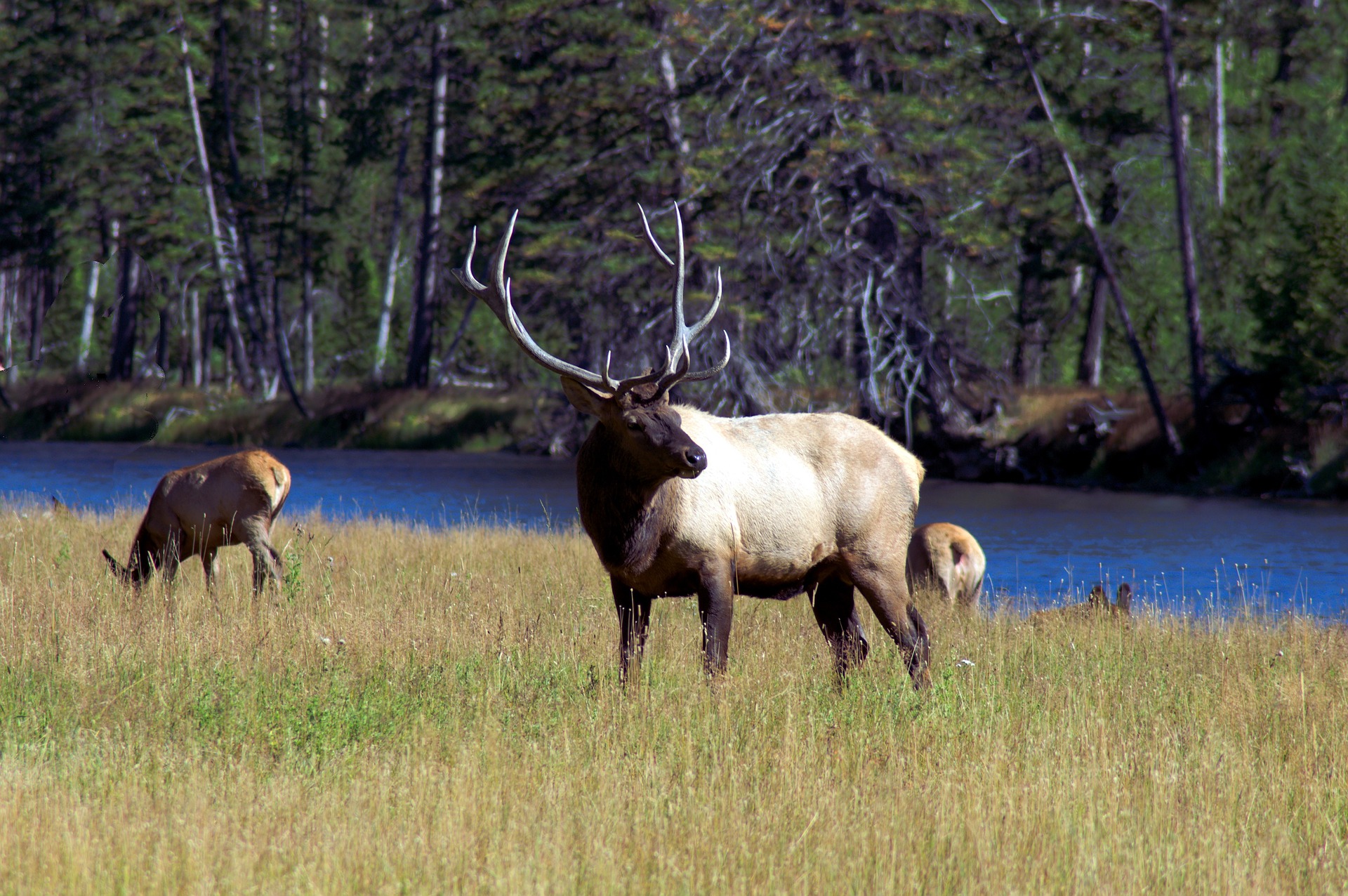 Wapiti