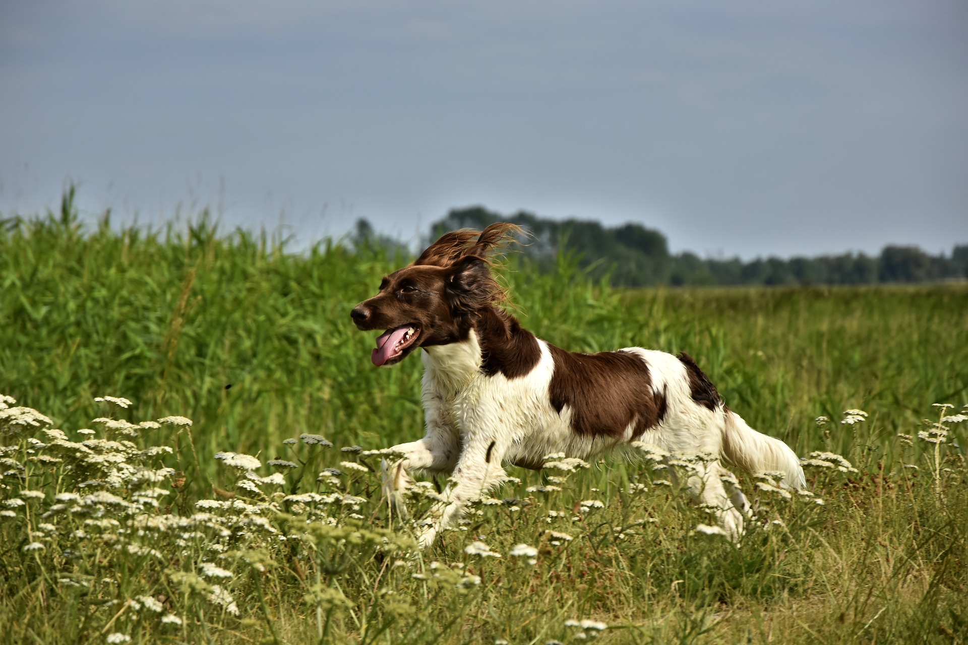Ein Kleiner Münsterländer im jagdlichen Einsatz (Foto: Peggy Choucair / pixabay.com).