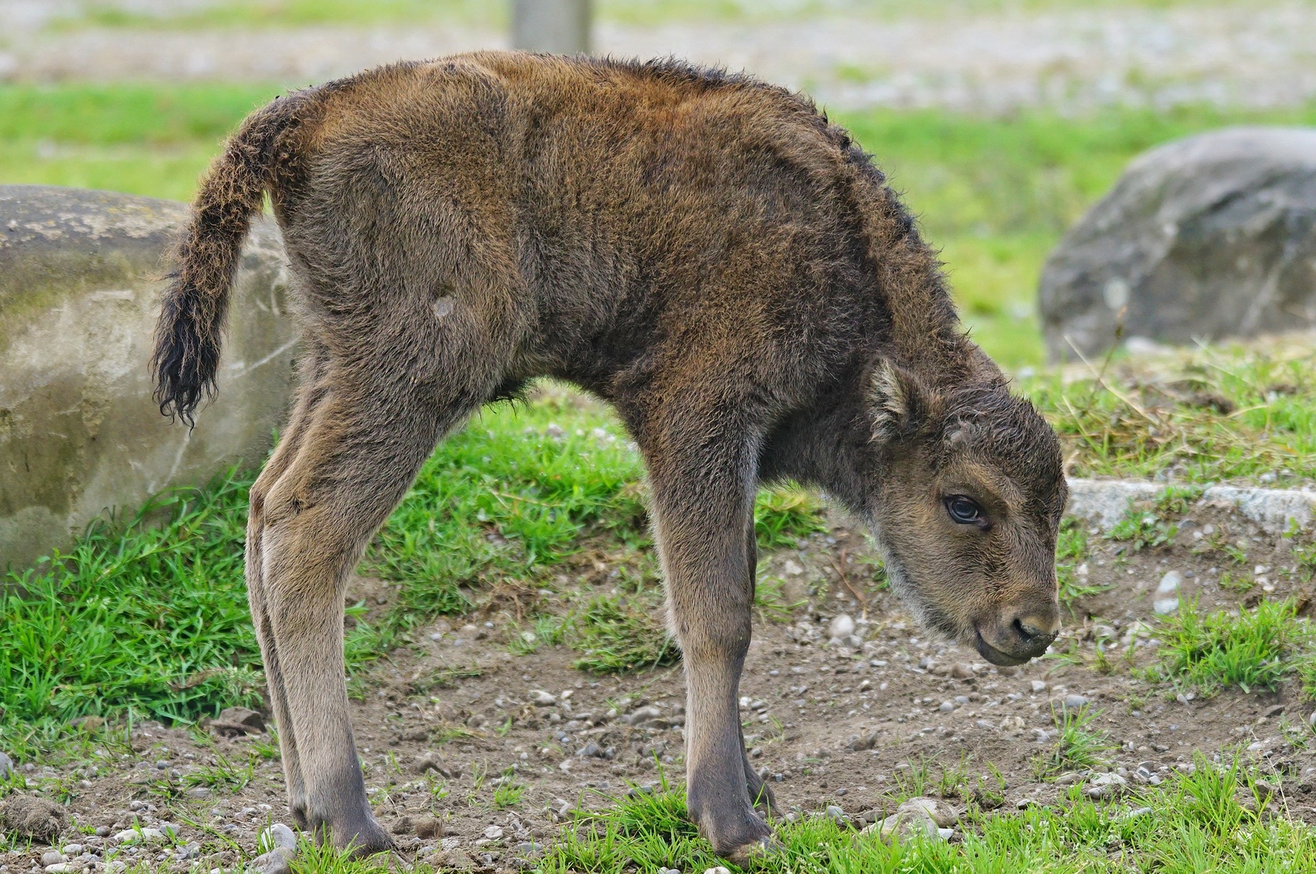 Wisent Kalb