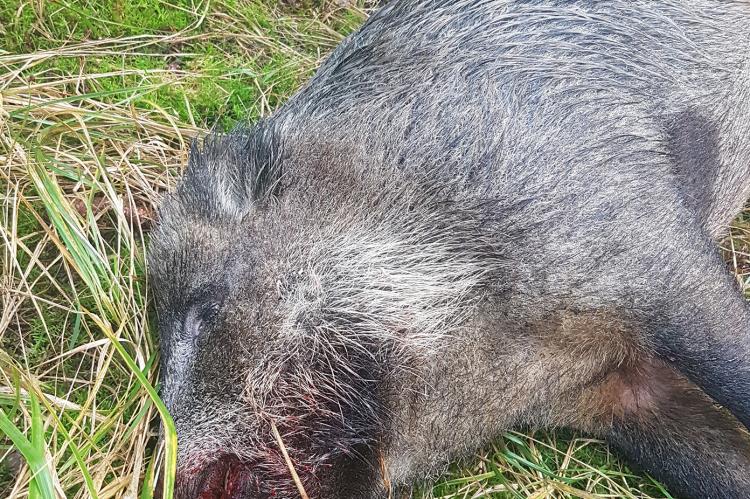 Auf einer Insel in der Oder wurde eine offenbar mit der ASP infizierte Wildschwein-Rotte entdeckt. (Symbolfoto: F. Höltmann)