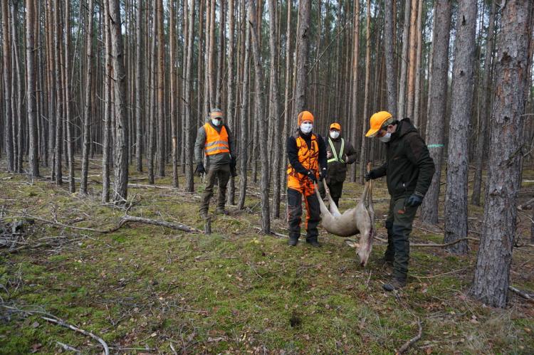 Mehr als die Hälfte aller Drückjagden in dem Winter wird abgesagt. (Foto: DJV)