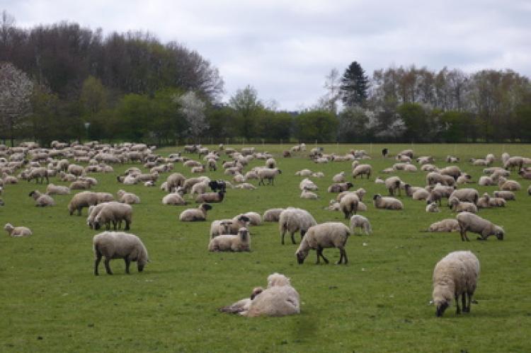 Empfohlener Herdenschutz