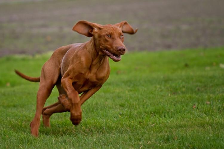 Symbolfoto: Hund