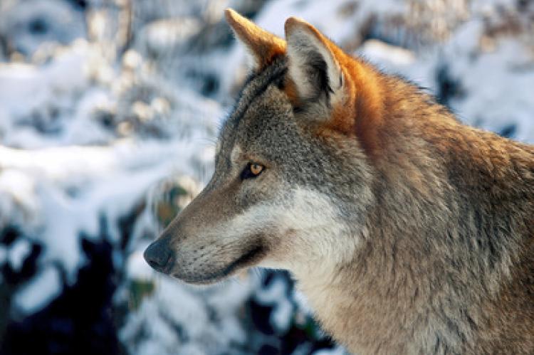 Jagd Jäger Wolf Jagdrecht Wölfe