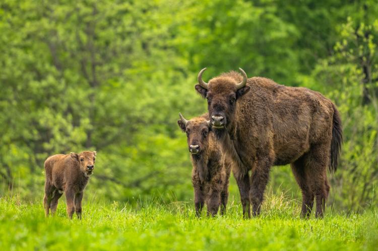 Wisent-Verein fordert Aufschub