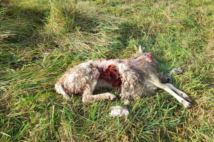 Bei einem der jüngst gerissenen Schafe fehlten die kompletten Eingeweide und eine Keule. (Fotos: Gahlener Bürgerforum)