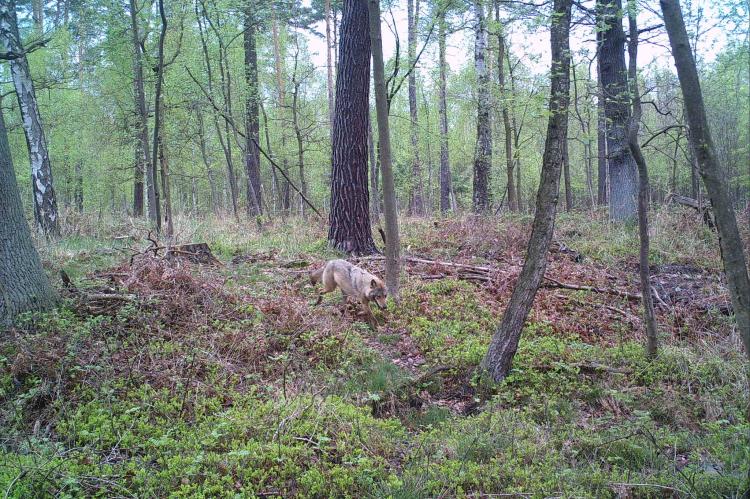 Wolf von Wildkamera fotografiert