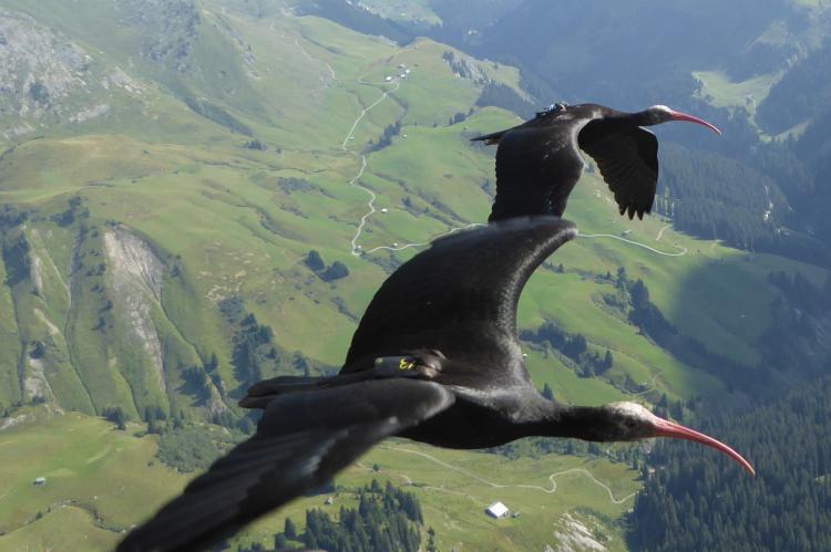 Illegaler Abschuss eines vom Aussterben bedrohten Waldrapps in Italien, auf ihrem Flug ins Überwinterungsgebiet