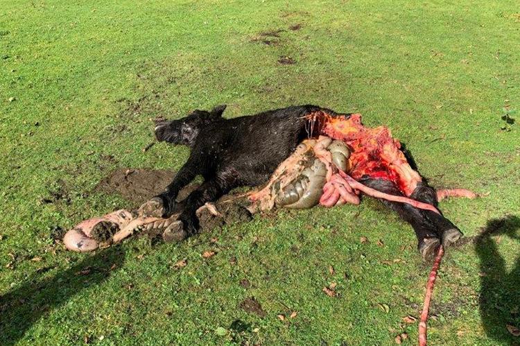 Etwa 40 Kilo Fleisch fraßen die Wölfe von dem in Hünxe gerissenen Kleinpferd. (Foto: Uwe Münzer)