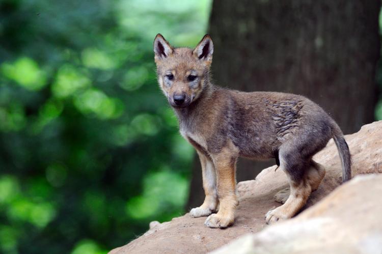 Geduscht, tierärztlich versorgt - und wieder in freier Wildbahn ausgesetzt: ein acht Wochen alter Wolfswelpe. (Symolfoto: K.-H. Volkmar)