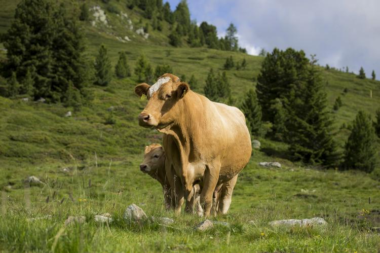 Die Almwirtschaft fördert die Artenvielfalt. Großräuber wie Wolf und Bär gefährden diese Form der Landwirtschaft aber stark (Foto: Ilona Ilyés / pixabay.com).