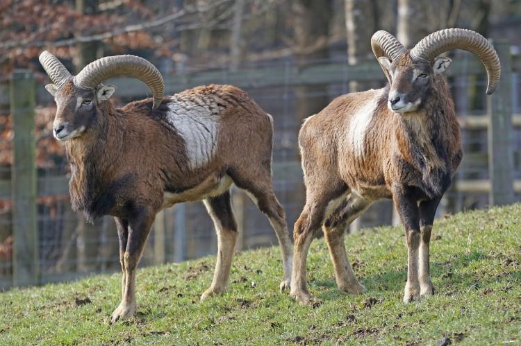 Dürfen weiterleben: Die Lienener Mufflons im Kreis Steinfurt. (Symbolbild: Marcel Langthiem, pixabay) 