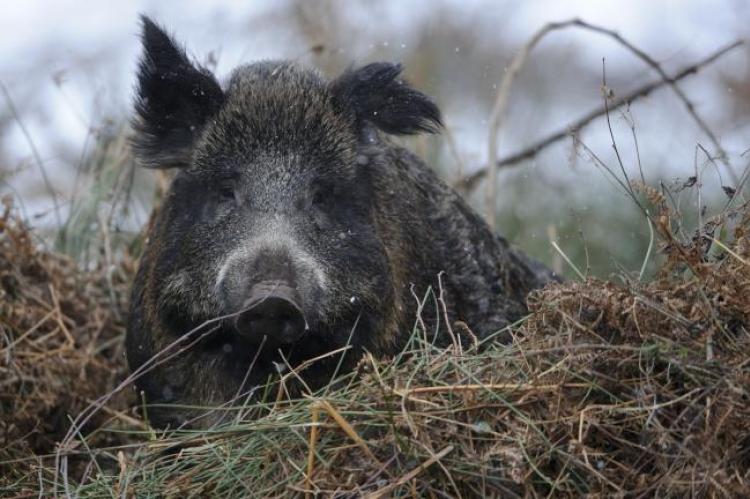 Jäger sollen auch bei einer Ausgangssperre der Jagd nachgehen dürfen, fordert der Jagdverband (Foto: Rolfes/DJV).