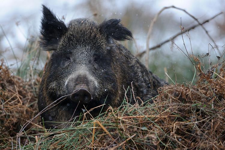 Die Afrikanische Schweinepest darf keine Ausrede sein, um Gebotes des Tierschutzes auszusetzen.