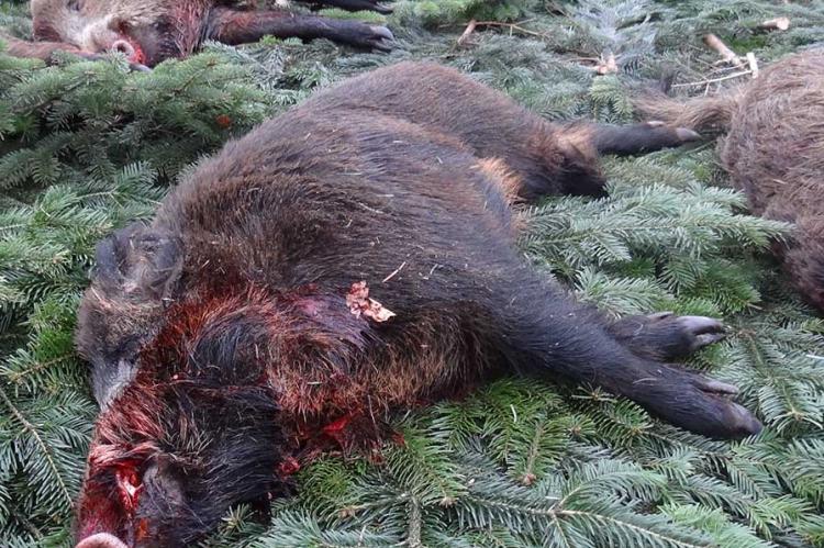 Wer eine Jagdreise nach Polen unternimmt, muss seine Ausrüstung nachher intensiv desinfizieren (Foto: F. Höltmann).