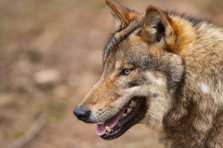 Den tödlichen Schuss auf den Wolf hatte der Jäger im Notstand abgegeben. (Foto: DJV)