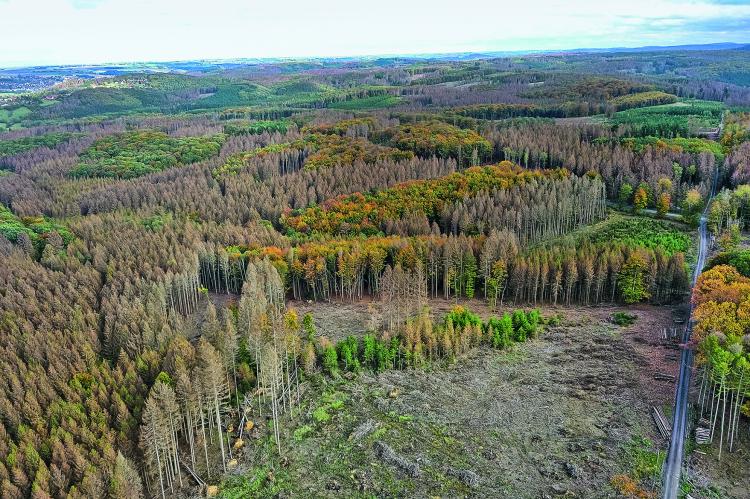Sterbende Wälder so weit das Auge reicht: In den Mittelgebirgen zwischen Rhein und Weser entstanden Freiflächen apokalyptischen Ausmaßes – in wenigen Jahren Wildtierparadiese!