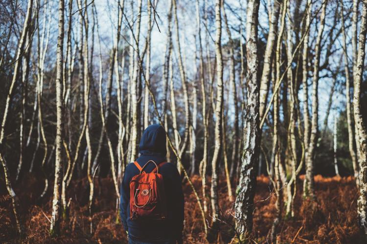 Wolfsfreunde durchstreifen die Wälder im Landkreis Nienburg.