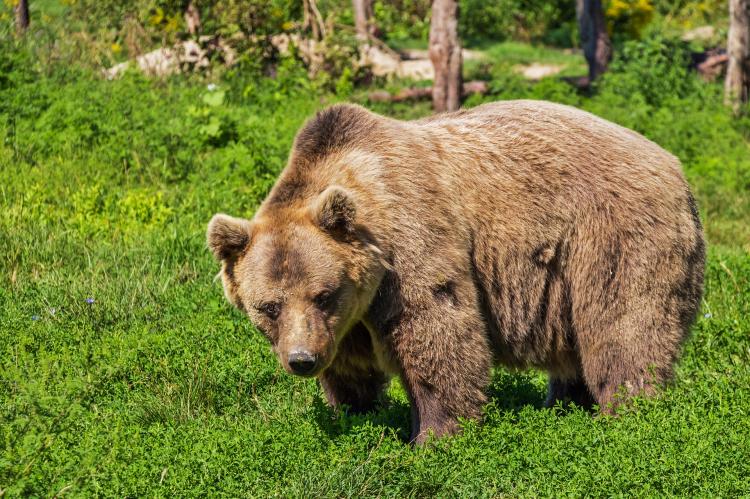 In Oberbayern zieht wieder ein Braunbär seine Fährten (Symbolfoto: Robert Balog / pixabay.com).