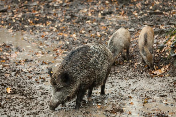 In zwei Gemeinden in Brandenburg dürfen Sauen jetzt mit Unterschallmunition bejagt werden (Foto: pixabay.com).