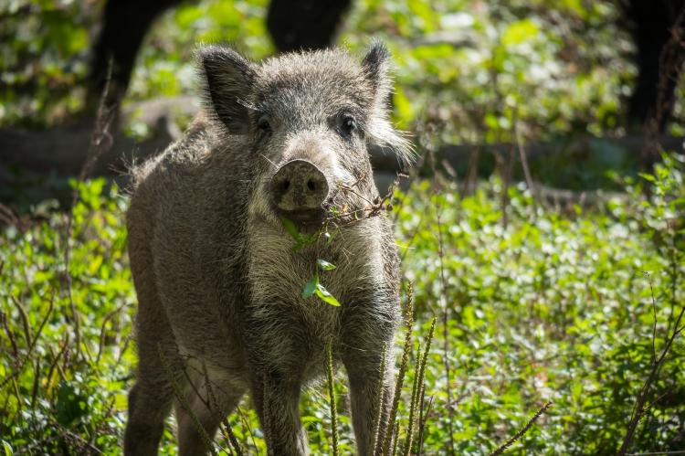 Offenbar gibt es einen zweiten Seuchenherd 70 Kilometer nördlich der ASP-Kernzone. (Symbolfoto: Thomas B. / pixabay.com)