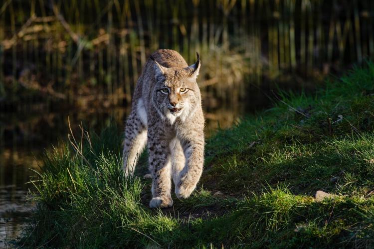 Ein Jäger hatte den Luchs für ein Wildschwein gehalten und aus Versehen erschossen. (Symbolfoto: pixabay.com)